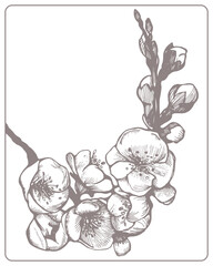 Sketch Floral Botany Collection. Cherry tree branch with flower drawings. Hand Drawn Botanical Illustrations. For t-shirt, postcard, cosmetics.