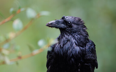 Headshot of a common raven