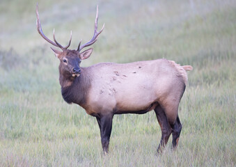 Naklejka na ściany i meble A young bull elk