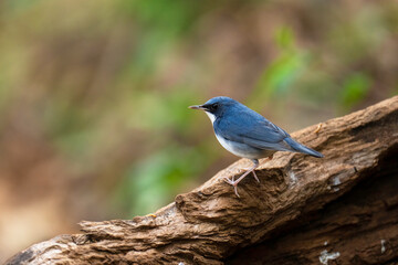 Siberian Blue Robin male birdwatching in the forest.