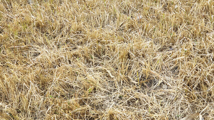 beautiful dry grass photo, dry grass wallpaper, dry grass background image