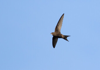 Common swift, Apus apus. A bird flies against a blue sky