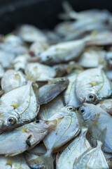Piles of fresh sea fish caught by fishermen in the morning and sold at the local market on the beach