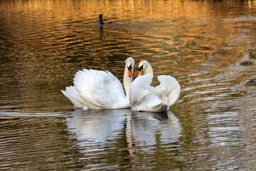Ritual meeting of an adult male and female mute swan (Cygnus olor) after a long absence of one of them