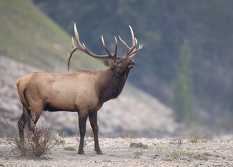 A bull elk with its head tiled back