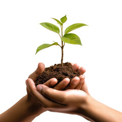 hand holding seeding plant and isolated transparent background