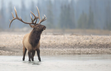 A bull elk head tilted back standing in a river