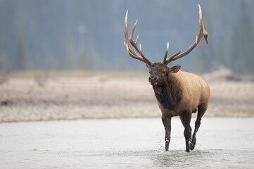 A bull elk in a river