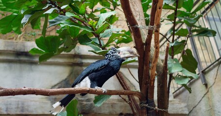 Majestic Silver-winged Hornbill striking in black sitting on branch captures wild beauty. Perched Silver-winged Hornbill shows nature's splendor Silver-winged Hornbill diversity's testament.