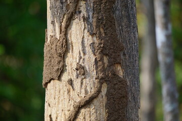 Coptotermes formosanus (Formosan termite, super-termite, semut kongkiak, rayap, anai-anai, semut putih) in the dry wood