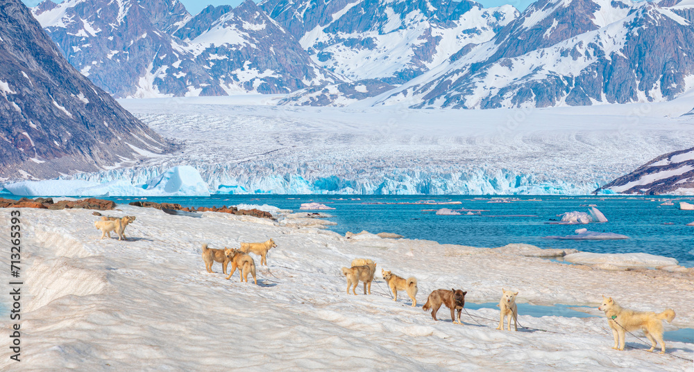 Wall mural many greenland dogs chained up on the snow, with hut-colored houses in the background and greenland 