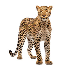 Leopard cub 4 old isolated on transparent and white background. Generative ai
