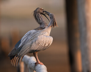 A pair of plumbeous ibis 