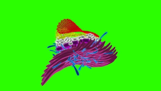 4k Epidermis green screen technology video. Epidermis technology video, Epidermis 360 turn, Epidermis wireframe video	
