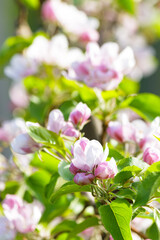 Fototapeta premium Blossom apple orchard in the spring in sunny day. Selective focus.