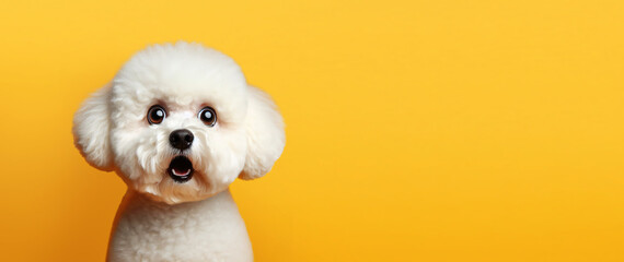 Bichon looking surprised, reacting amazed, impressed, standing over yellow background - obrazy, fototapety, plakaty