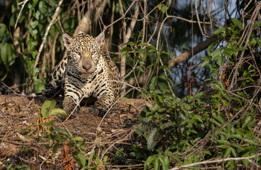Naklejka na ściany i meble A jaguar on the river bank