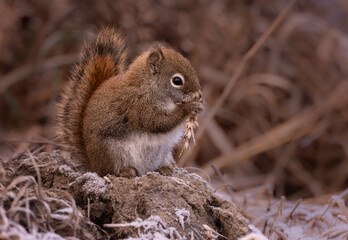A red squirrel eating