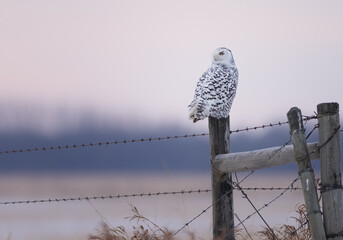 A snowy owl at sunrise sitting on a fence