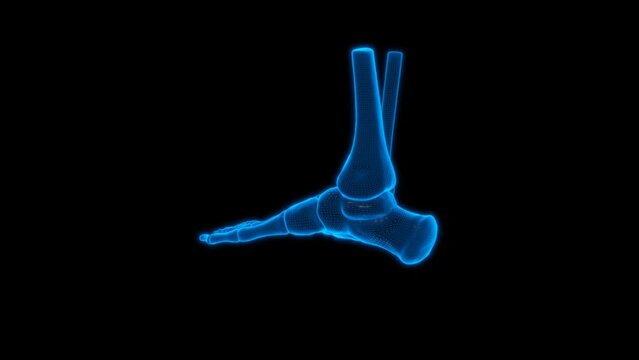 4k foot skeleton technology video. foot skeleton technology video, foot skeleton 360 turn, foot skeleton wireframe video