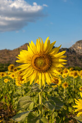 Huge sunflowers bloom in the afternoon, golden yellow, with big mountains as a backdrop and a beautiful blue sky.