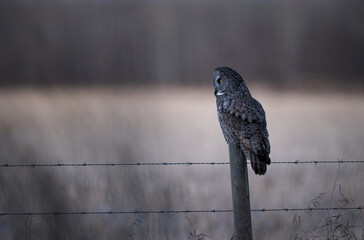 A great gray owl sitting on a fence at dusk