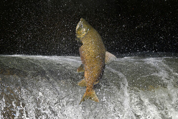 Fall scene of a Salmon making a jump up a fish ladder to go up the river to spawn