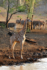 Giraffe Zulu Nyala Game Reserve South Africa