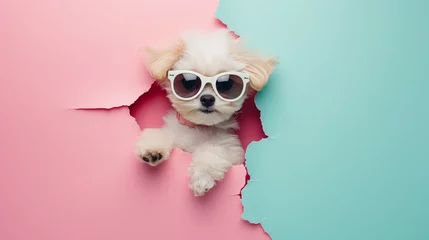 Foto op Canvas dog wearing sunglasses peeking out of a hole in pastel color, fluffy puppy jump out © We3 Animal