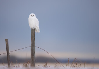 A male snowy owl sitting on a fence post