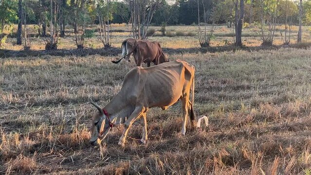 Footage video of a cow grazing in the middle of a rice field. In a rural area in the northeastern part of Thailand