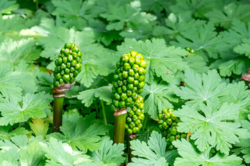 These poisonous berries of the spotted arum (Arum maculatum) turn beautiful red later in the season...
