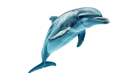 Delfín Vital En fondo transparente. - obrazy, fototapety, plakaty