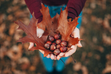 A close-up photo of acorns and oak leaves in the girl's hands. Forest walk in autumn