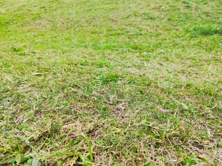 green grass background