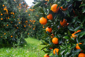 Orange fruits on the branch in the orange grove.