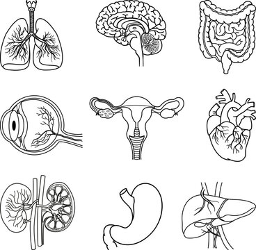 Set of Anatomy of Human Organs for Coloring. Vector Illustration of Lungs, Brain, Intestines, Eyes, Heart, Kidneys, Liver, Stomach and Female Reproductive System