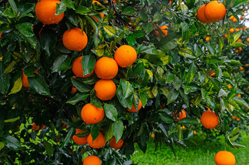 Orange fruits on the branch in the orange grove.