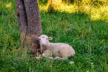 White lamb or baby sheep lying in lush green grass pasture by a tree trunk on a small farm in...