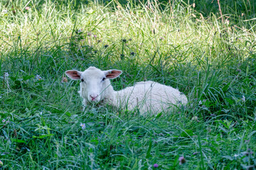 Obraz premium White baby sheep or lamb lying in lush green grass pasture on a small farm in Virginia.