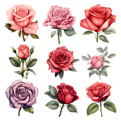 Set with watercolor roses isolated on white background