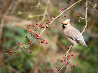 Perched Feeding Bohemian Waxwing in the Hawthorn Berries
