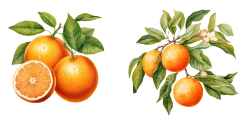 Foto op Plexiglas set of cliparts of oranges with leaves watercolor illustration png isolated on a transparent background, citrus clipart  © Deea Journey 