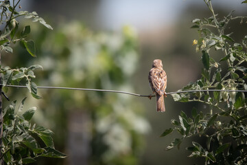 bird on a branch