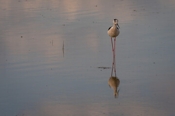 great blue heron ardea cinerea