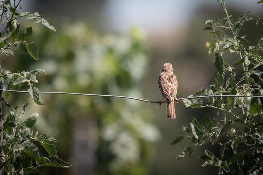 bird on a branch