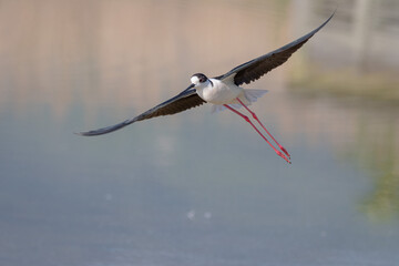 stork in flight