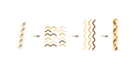 Collagen synthesis. From Amino acids, Peptides and Gelatin to Collagen molecule, Collagen fibers. fibroblasts. Anti-aging therapy. Vector illustration.