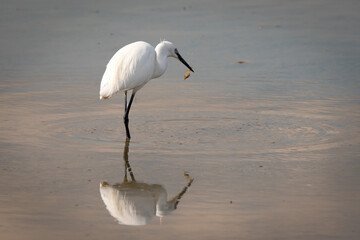 great white egret