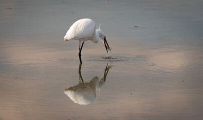 great white heron ardea cinerea